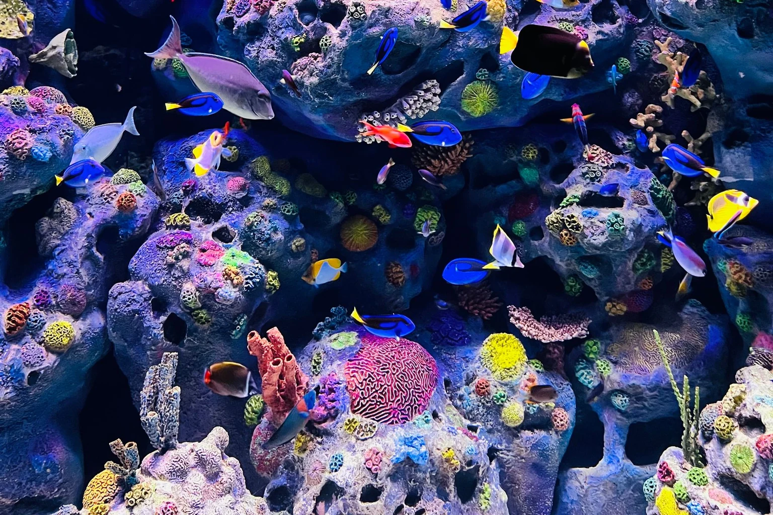 Colorful tropical fish swimming through a large coral aquarium