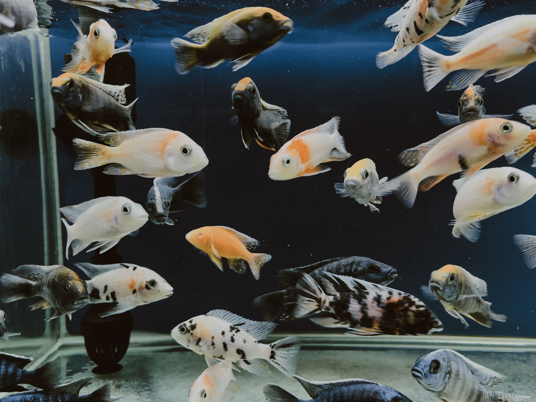 Colorful fish in a well-maintained aquarium